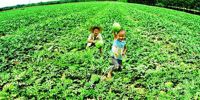 热烈祝贺赤峰市第二届现代农业成就展示买卖会隆沉开幕